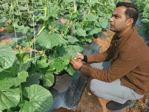 surguja---grafting-revolution